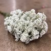 GYPSOPHILA MILLION STAR DAISY