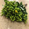 HYPERICUM GRÖN 60 CM 1X25