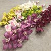 CYMBIDIUM MINIBLOM MIX 60 CM URVAL