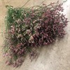 LIMONIUM ROSA
