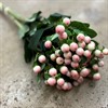 HYPERICUM APRIKOS COCO TIAMO 50 CM