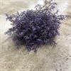 LIMONIUM SAFORA LILA 60 CM