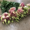 LISIANTHUS LIGHT CHAMPAGNE
