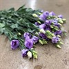 LISIANTHUS LAVENDEL CORELLI DUBBEL