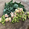 LISIANTHUS LIGHT APRICOT