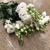 LISIANTHUS VIT ALISSA WHITE