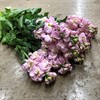 LÖVKOJA CERISE/ROSA