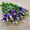 LISIANTHUS BLÅ DUBBEL ROSITA BLUE