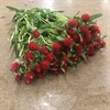 GOMPHRENA SNITT RÖD
