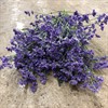 LIMONIUM LILA 1X25