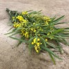 MIMOSA FLORIBUNDA 200 G