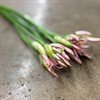 NERINE LJUSROSA