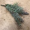 MIMOSA 200 G BALEYANA