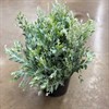 MIMOSA DENNIS 200 G