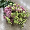 LISIANTHUS ROSA ALISSA