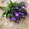 PHLOX LILA
