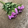 PHLOX ROSA