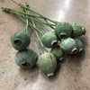 PAPAVER FRÖKAPSEL