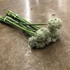 ALLIUM VIT MOUNT EVEREST 90 CM