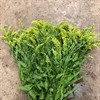 SOLIDAGO GUL 60 CM 1X25