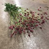SANGUISORBA BLODTOPP 70 CM