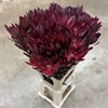 LEUCADENDRON SAFARI SUNSET RÖD 80 CM