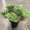 SEDUM SNITT MONO GRÖN/ROSA URVAL