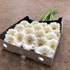 GERMINI VIT ALBINO