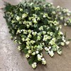 SYMPHORICARPUS MAGICAL AVALANCHE 80 CM