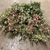 VAXBLOMMA VIT/ROSA MY SWEET