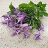 CLEMATIS LILA ROME 60 CM