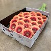 GERMINI APRICOS FYLLD ZENNA
