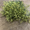 LIMONIUM CHINA GUL 1X25