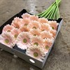 GERMINI ROSA ALIX-NOOR