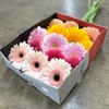 GERBERA MIX SNITT 1X15