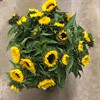 HELIANTHUS GUL SUNRICH ORANGE 80 CM
