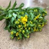 HELENIUM KANARIA GUL