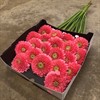 GERMINI M,ROSA CUPID FYLLD