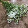 AMMI MAJUS 60 CM