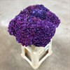 HORTENSIA SNITT RODEO PURPLE 60 CM