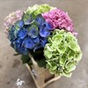 HORTENSIA SNITT MIX CLASSIC URVAL
