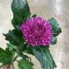 CHR. 1PT LILA ROXO