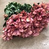 CHR. APRIKOS SUMMER LOVE