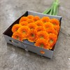 GERMINI FANTA ORANGE FYLLD