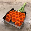 GERMINI ORANGE MAX/CUBY