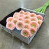 GERMINI ROSA LJUS FYLLD BELFI