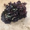 COTINUS ROYAL PURPLE 60 CM