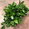 GOLANRUSCUS STORBLADIG 50 CM X50