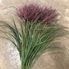 GRÄS MISCANTHUS RÖD ROTFEDER