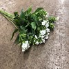 PHLOX VIT
